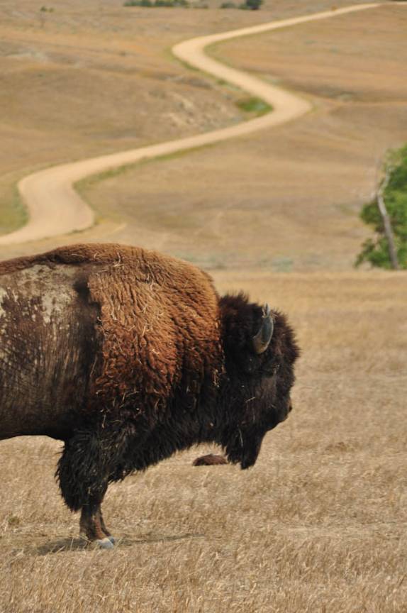 Um enorme bisão no Badlands National Park, em South Dakota, nos Estados Unidos